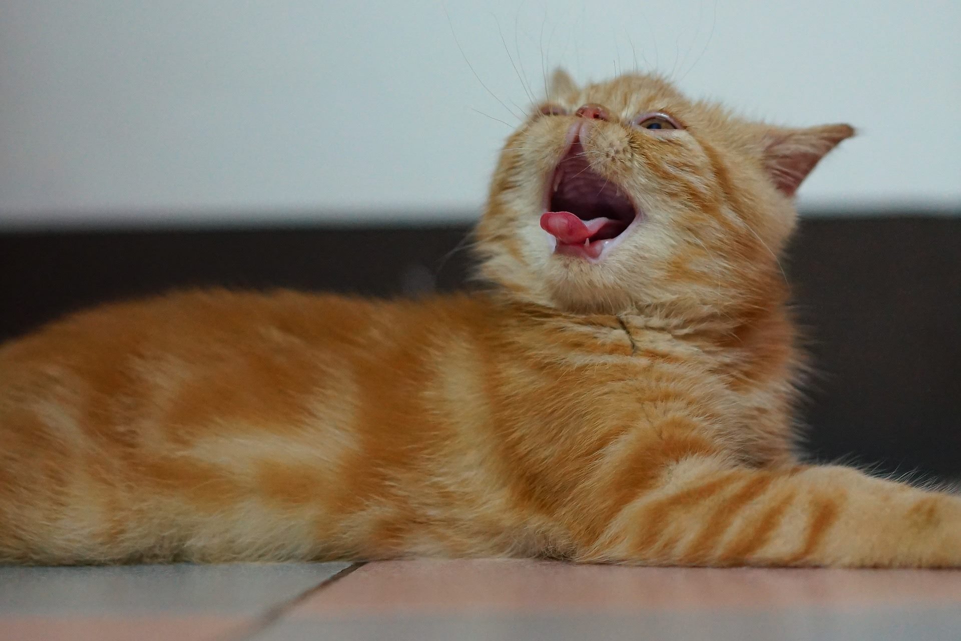 Garfield W Twoim Domu Naszemiastopl