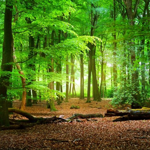 Żyj w zgodzie z naturą. Jak chronić lasy?
