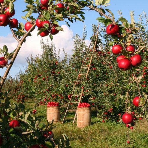 Tegoroczne zbiory owoców będą nawet o 30 proc. niższe niż zwykle. To odbije się na cenach