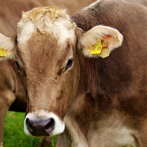 Resort rolnictwa zapowiada wsparcie dla hodowców bydła
