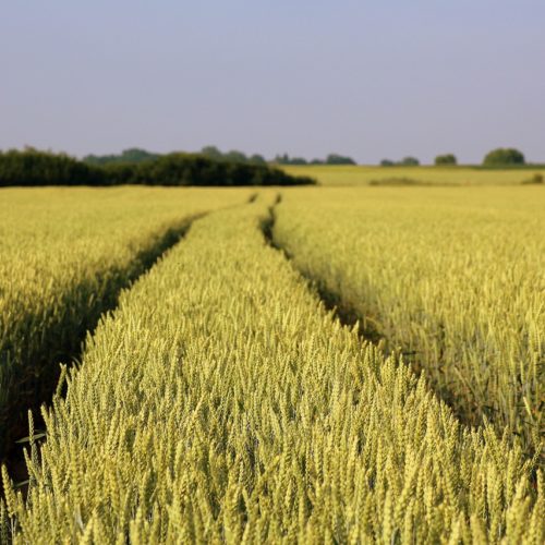 Europejska polityka rolna do poprawki