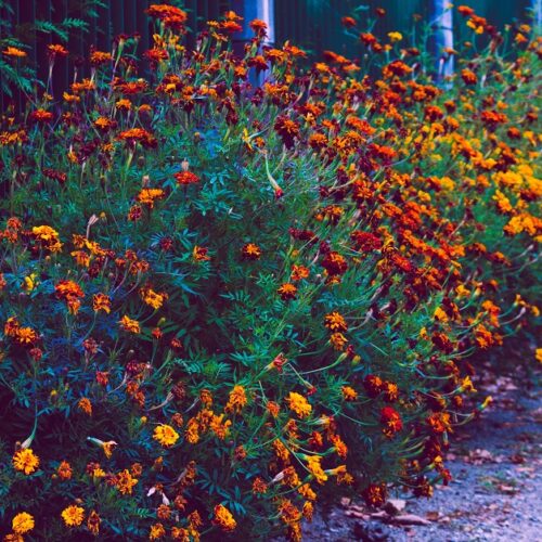 12 najpiękniejszych krzewów i kwiatów do ogrodu – inspiracje